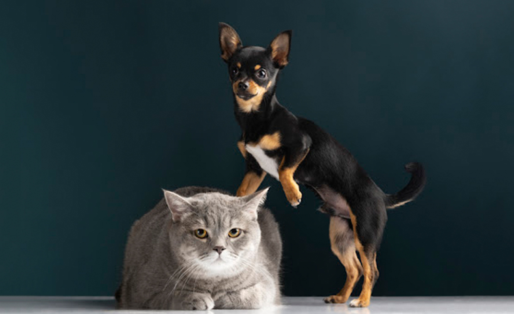 職場中4種動物類型，狗和貓能和平共處嗎？