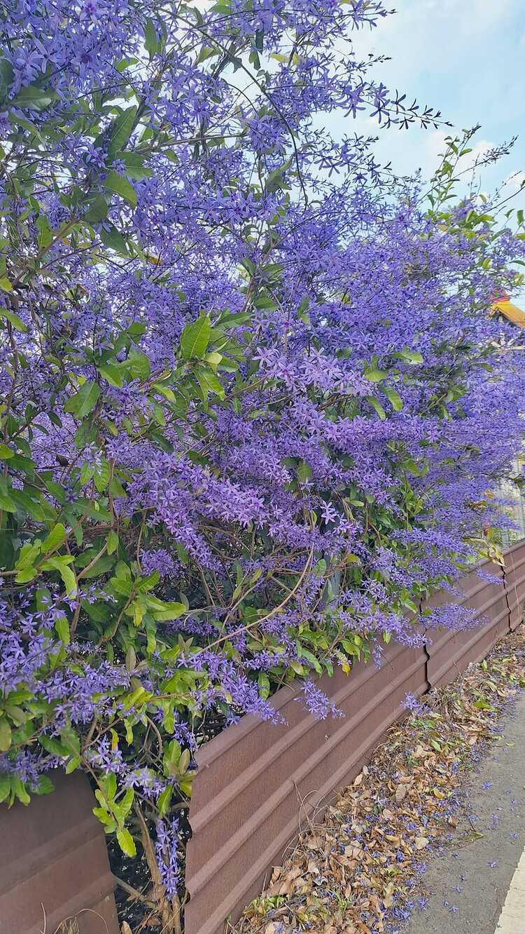 六七一茶花園的紫色花牆是南投賞花秘境之一。