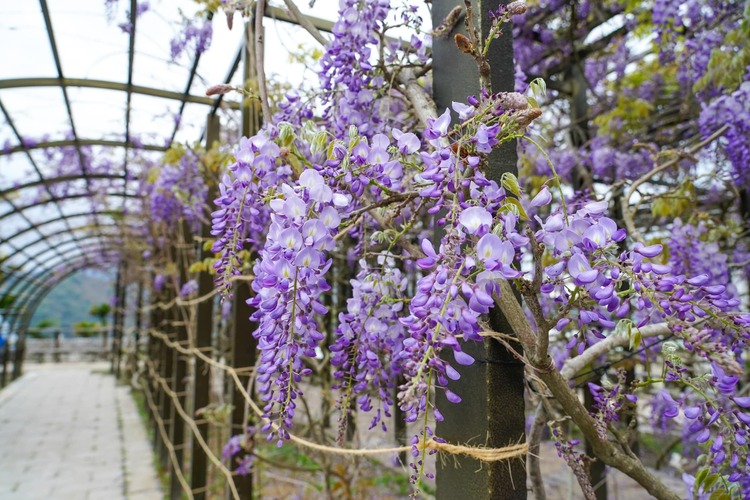 風鈴般的紫藤花隨風搖曳，是嘉義瑞里的特色風景。