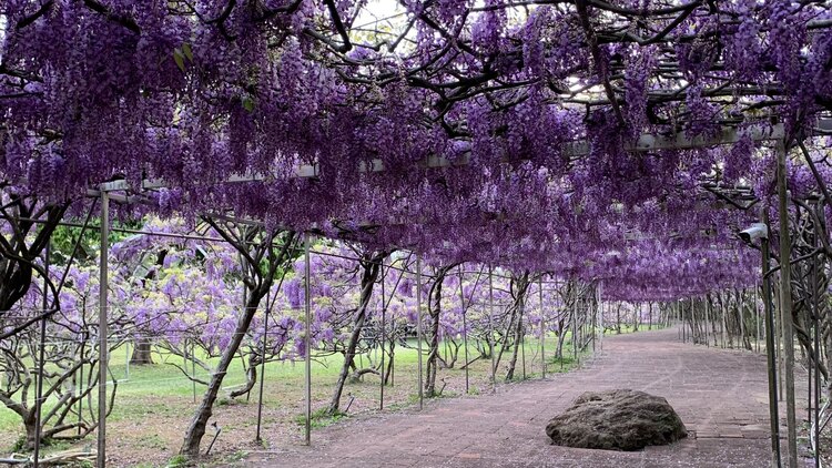 淡水紫藤花園是紫色控每年必去朝聖的景點。