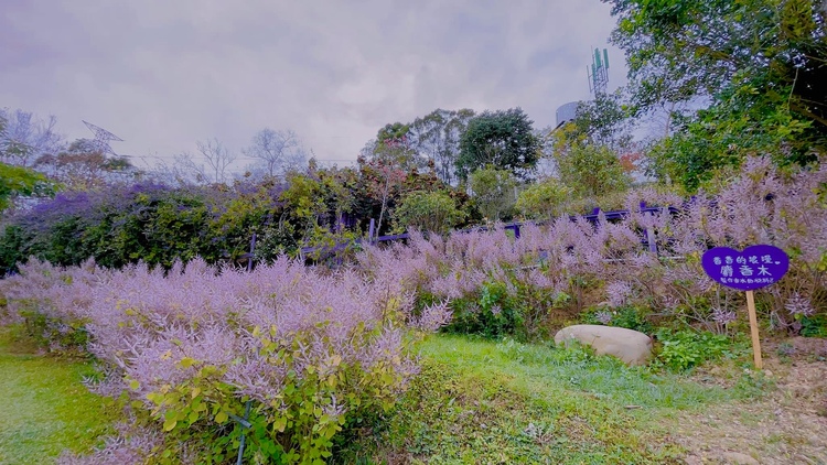紫色的錫葉藤伴著粉色麝香木，是苗栗噢哈娜咖啡屋的美麗風景。